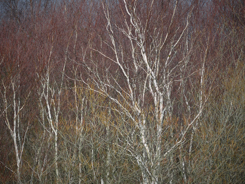 Birch and willow06.jpg